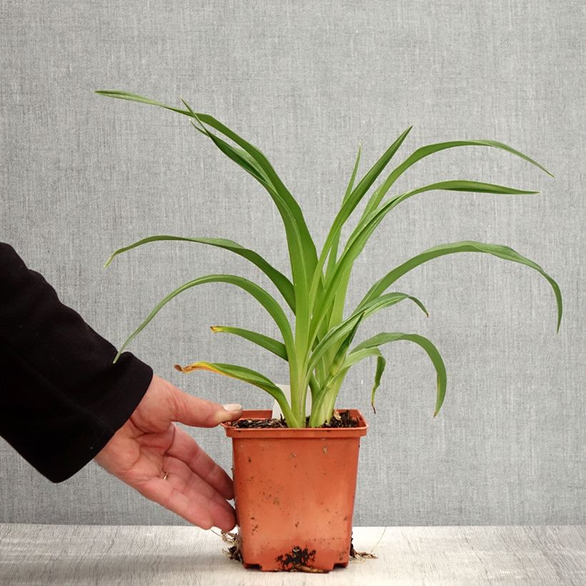 Exemplaar van Hemerocallis Rose Corsage - Daglelie Pot van 1 l/1,5 l zoals geleverd in de lente