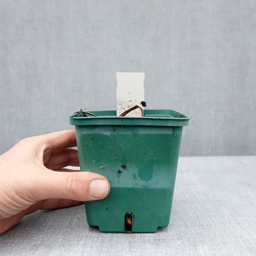 Example of Hémérocalle Roswitha - Lis d'un jour Pot van 1,5 l/2 l as you get in hiver