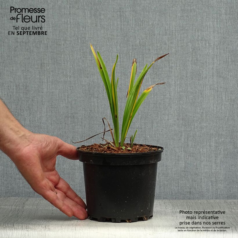 Exemplaar van Hemerocallis Rosy Returns - Daglelie Pot van 2 l/3 l zoals geleverd in de herfst