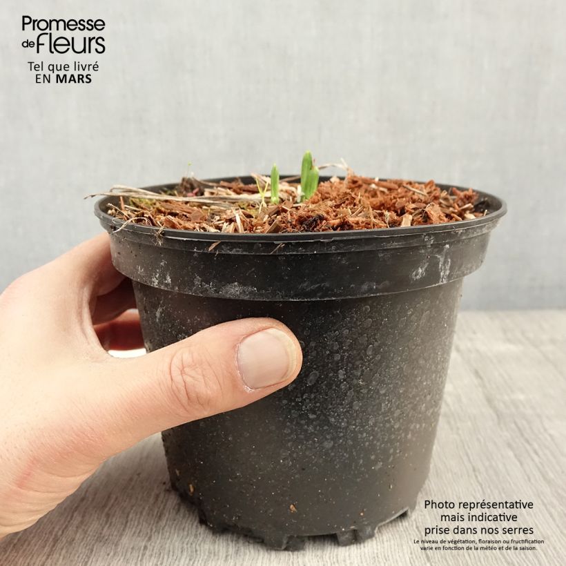 Exemplaar van Hemerocallis Rosy Returns - Daglelie Pot van 2 l/3 l zoals geleverd in de lente