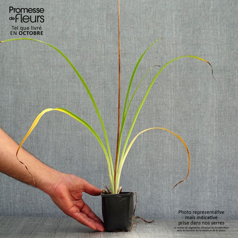 Exemplaar van Hemerocallis Shooting Star - Daglelie Kweekpotje van 8/9 cm zoals geleverd in de herfst