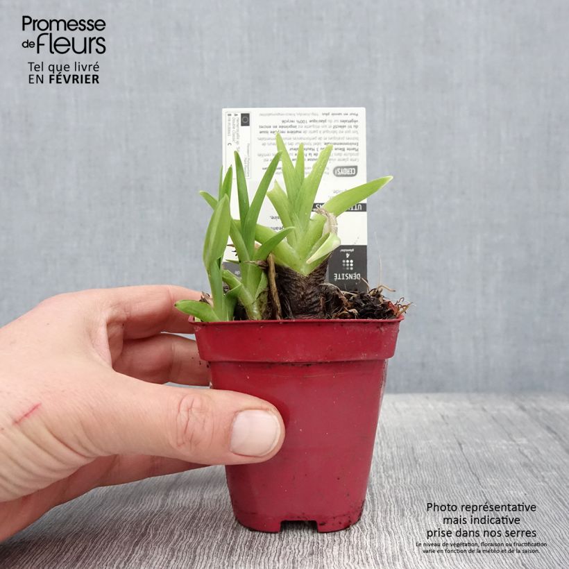 Example of Hémérocalle Siloam Double Classic Kweekpotje van 8/9 cm as you get in hiver