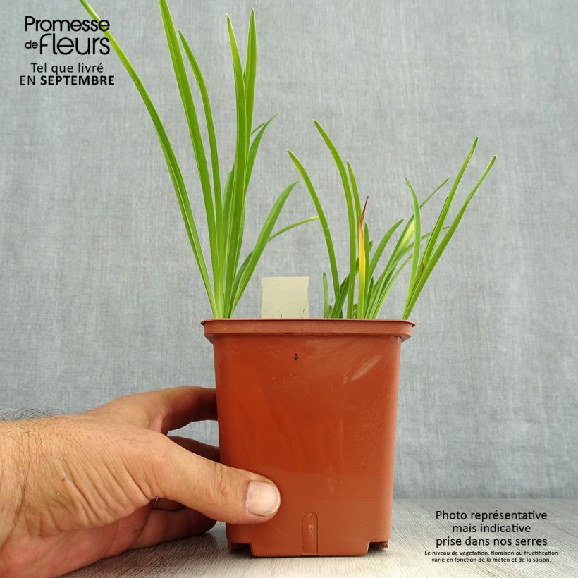 Exemplaar van Hemerocallis Siloam Double Classic - Daglelie Pot van 1 l/1,5 l zoals geleverd in de zomer