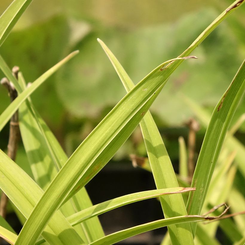 Hemerocallis Siloam Double Classic - Daglelie (Blad)