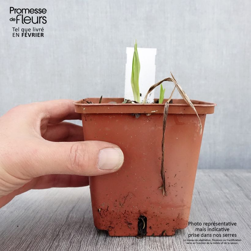 Example of Hémérocalle Siloam Ribbon Candy - Lis d'un jour rose pourpré tendre et lie de vin. Pot van 1 l/1,5 l as you get in hiver