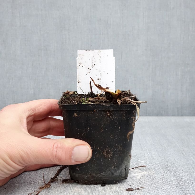 Example of Hemerocallis Snowy Eyes - Daglelie Kweekpotje van 8/9 cm as you get in hiver