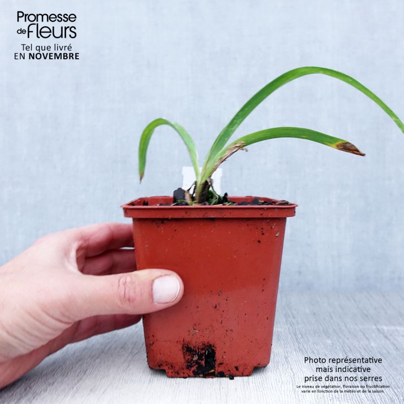 Exemplaar van Hemerocallis Snowy Eyes - Daglelie Pot van 1 l/1,5 l zoals geleverd in de herfst