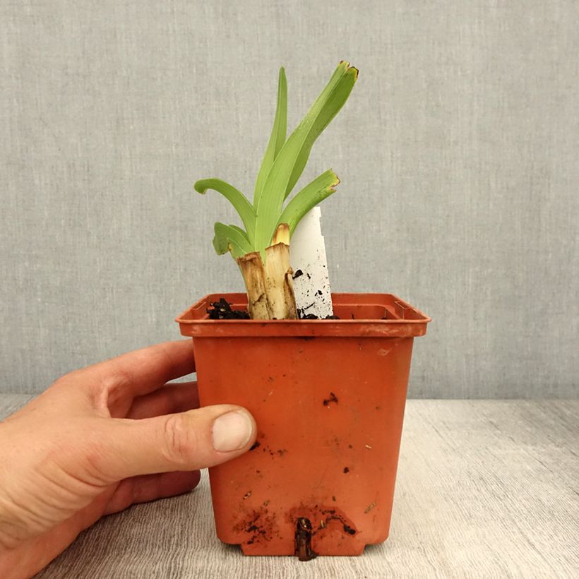 Exemplaar van Hemerocallis Startle - Daglelie Pot van 1 l/1,5 l zoals geleverd in de lente