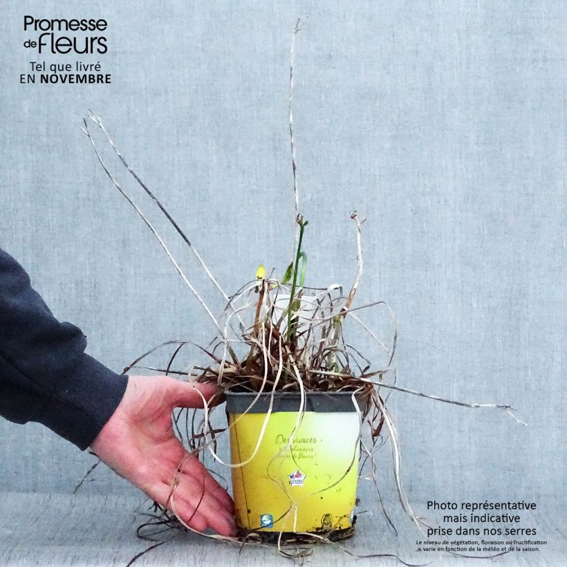 Exemplaar van Hemerocallis Stella de Oro - Daglelie Pot van 2 l/3 l zoals geleverd in de herfst