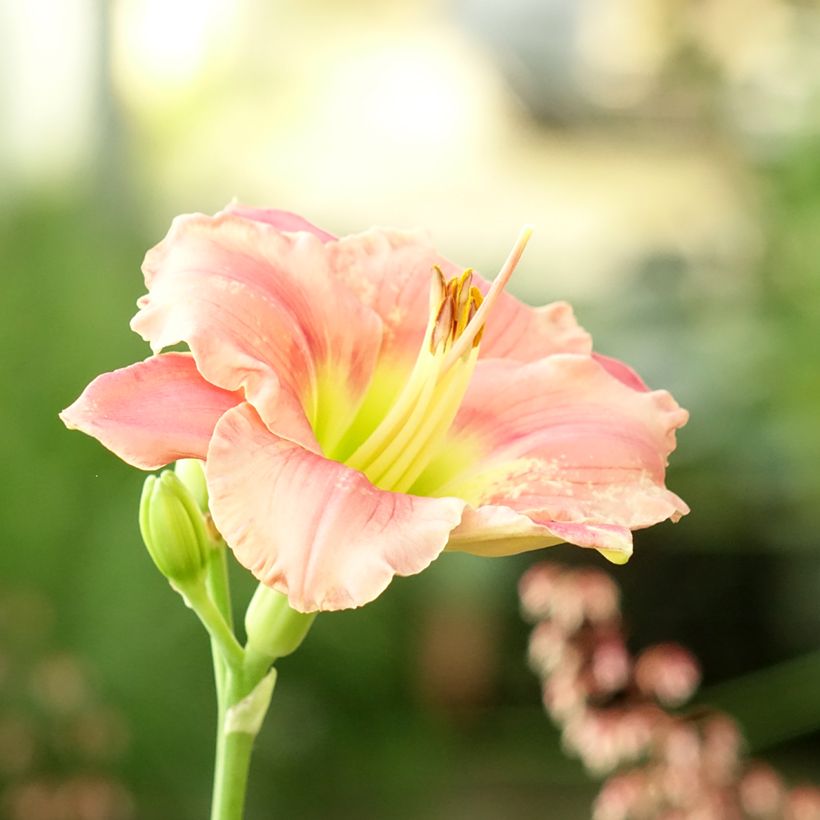Hemerocallis Strawberry Candy - Daglelie (Bloei)