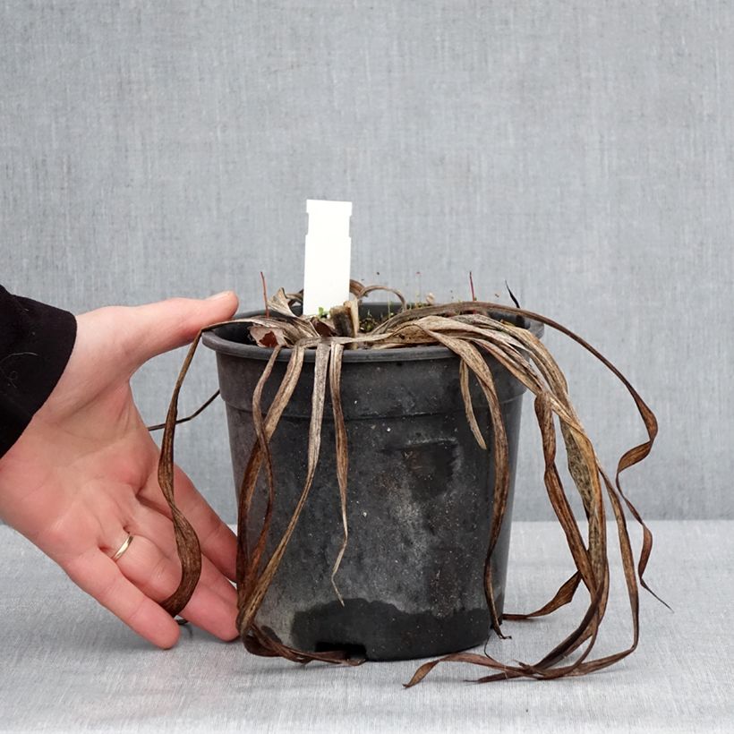 Example of Hemerocallis Strawberry Candy - Daglelie Pot van 2 l/3 l as you get in hiver