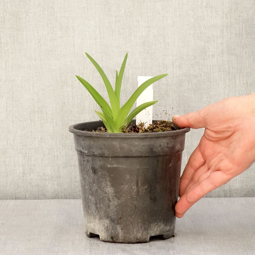 Exemplaar van Hemerocallis Strawberry Candy - Daglelie Pot van 2 l/3 l zoals geleverd in de lente