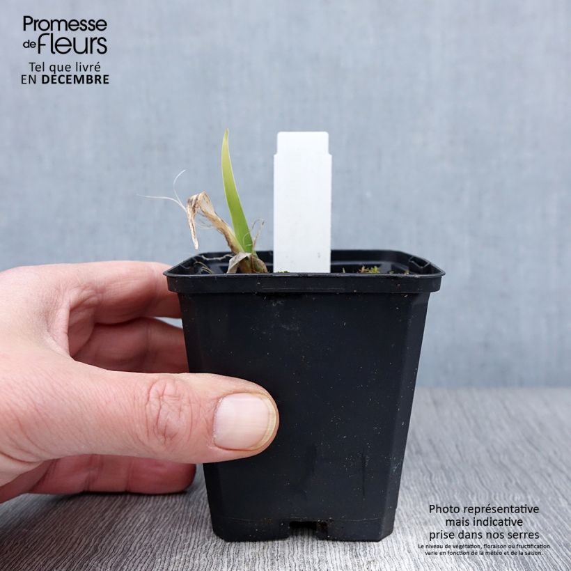 Exemplaar van Hemerocallis Strawberry Swirl - Daglelie Kweekpotje van 8/9 cm zoals geleverd in de herfst