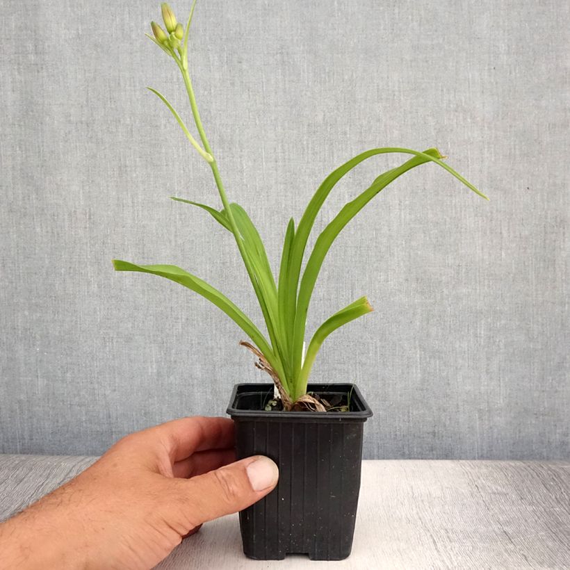 Exemplaar van Hemerocallis Sugar Candy - Daglelie Kweekpotje van 8/9 cm zoals geleverd in de zomer
