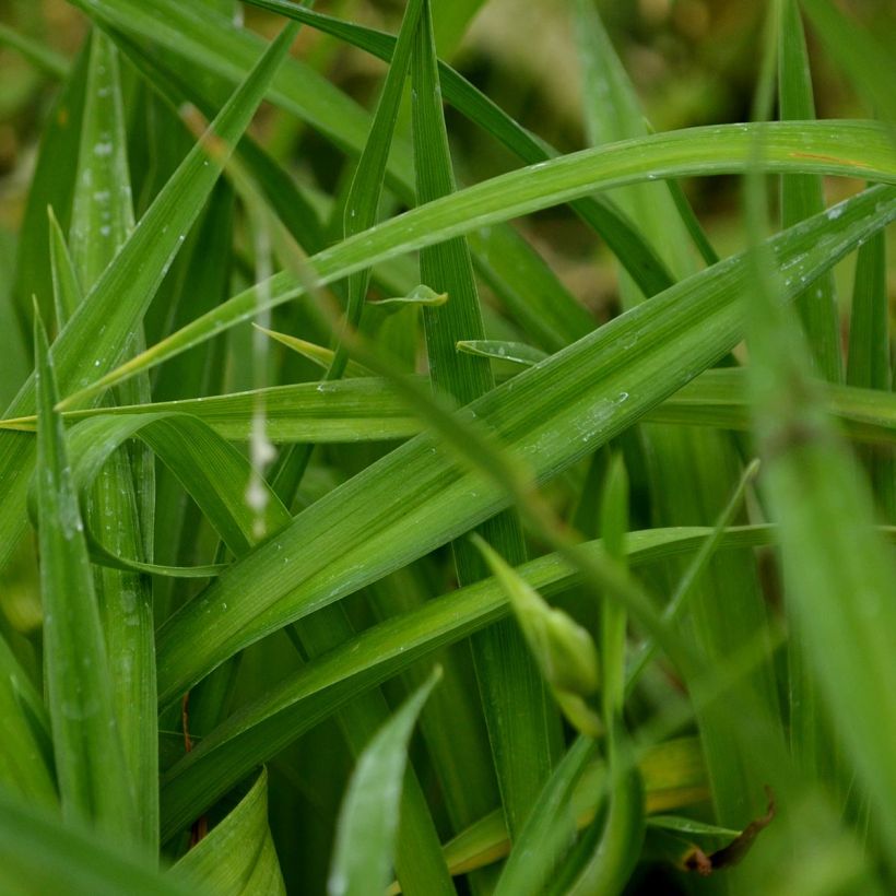 Hemerocallis Summer Wine - Daglelie (Foliage)