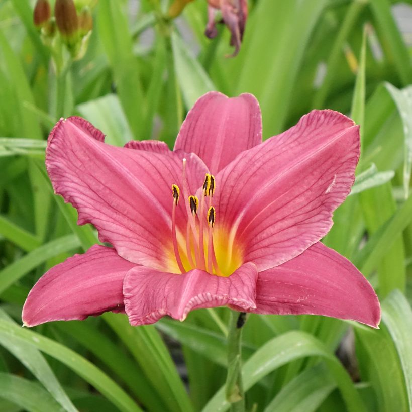 Hemerocallis Summer Wine - Daglelie (Bloei)