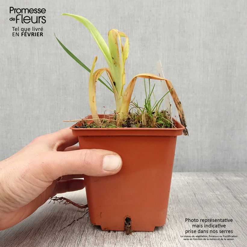 Exemplaar van Hemerocallis Veins of Truth - Daglelie Pot van 1 l/1,5 l zoals geleverd in de winter
