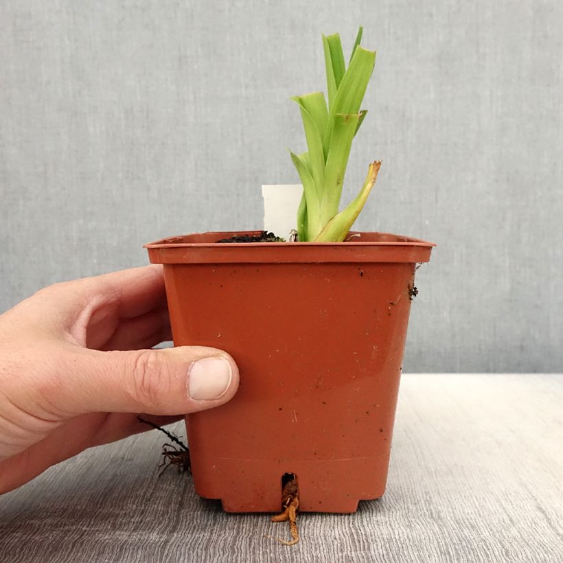 Exemplaar van Hemerocallis Veins of Truth - Daglelie Pot van 1 l/1,5 l zoals geleverd in de lente