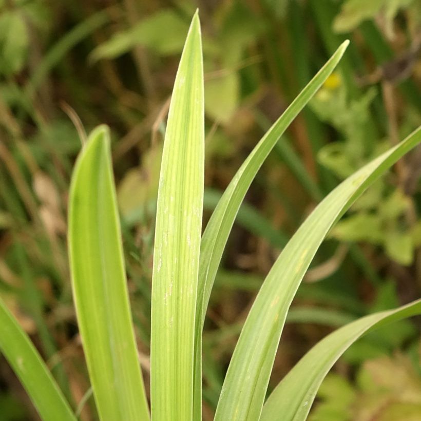Hemerocallis Veins of Truth - Daglelie (Blad)