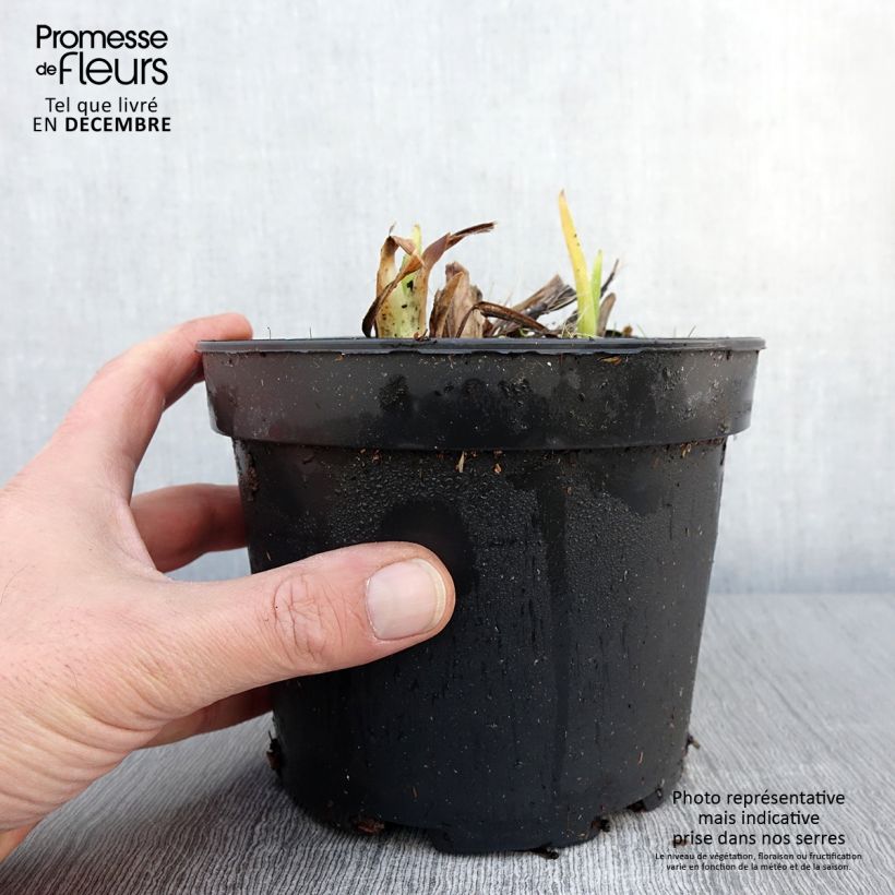 Exemplaar van Hémérocalle White Temptation - Lis d'un jour Pot de 2L/3L zoals geleverd in de herfst