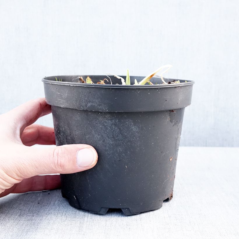 Example of Hémérocalle White Temptation - Lis d'un jour Pot van 2 l/3 l as you get in hiver