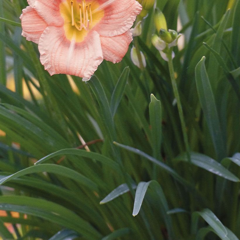 Hemerocallis Everydaylily Roze - Lis d'un jour (Foliage)