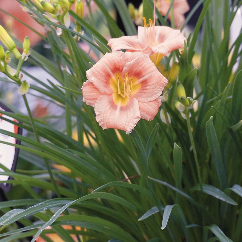 Hemerocallis Everydaylily Roze - Lis d'un jour (Plant habit)