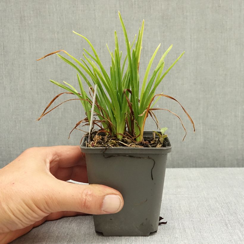 Exemplaar van Hemerocallis Everydaylily Roze - Lis d'un jour Kweekpotje van 8/9 cm zoals geleverd in de zomer