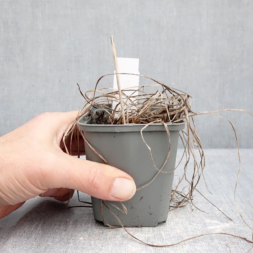 Exemplaar van Hemerocallis Everydaylily Roze - Lis d'un jour Kweekpotje van 8/9 cm zoals geleverd in de winter