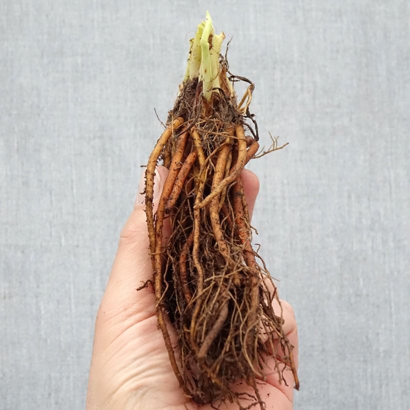 Example of Hemerocallis Everydaylily Rose - Lis d'un jour  Naakte wortel as you get in hiver