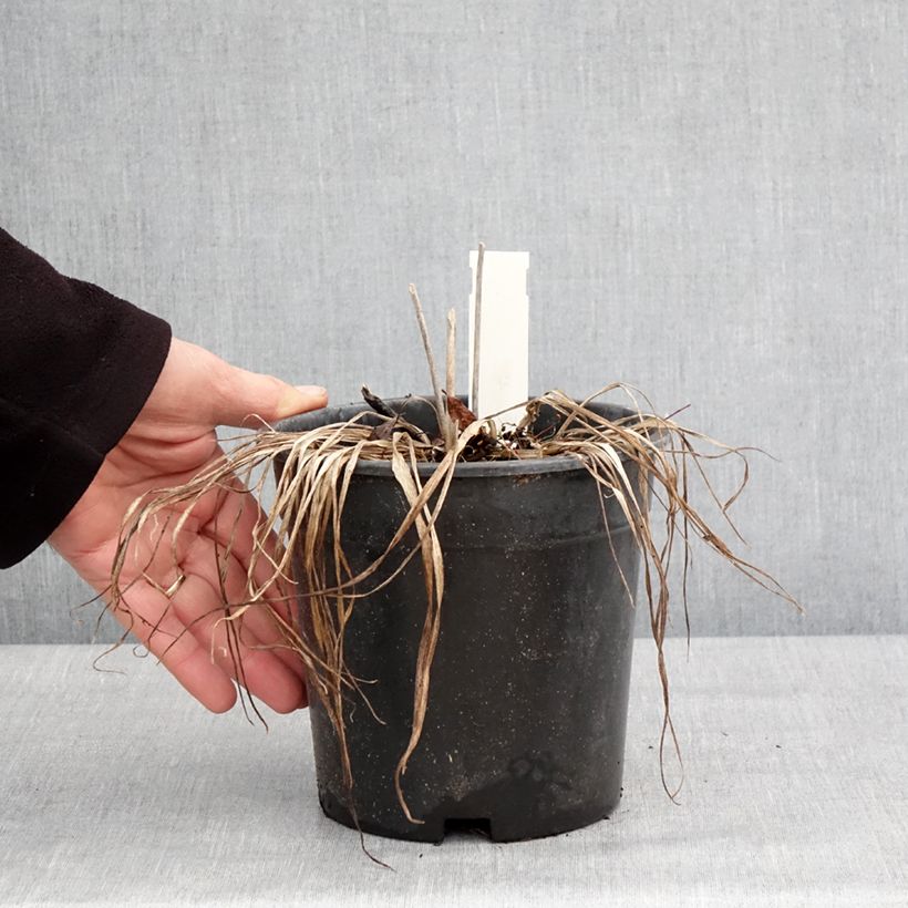 Example of Hemerocallis Everydaylily Rose - Lis d'un jour  Pot van 2 l/3 l as you get in hiver