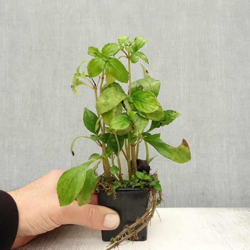 Exemplaar van Hemiboea subcapitata - Daglelie Kweekpotje van 8/9 cm zoals geleverd in de herfst