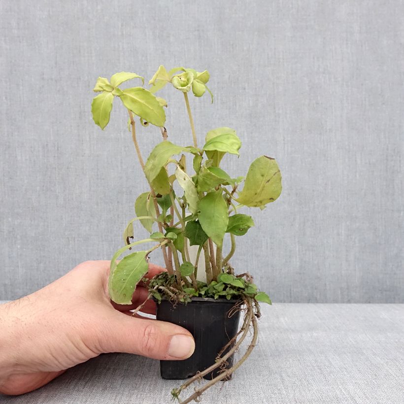 Example of Hemiboea subcapitata Kweekpotje van 8/9 cm as you get in hiver