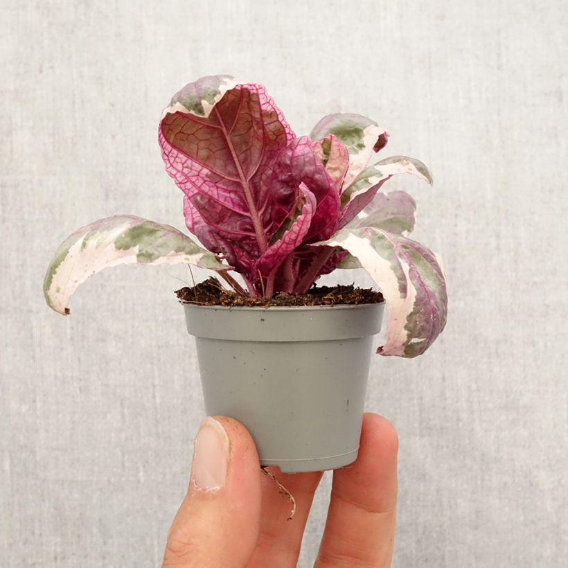 Exemplaar van Hemigraphis Snow White - Paarse wafelplant Mini-kamerplanten zoals geleverd in de lente