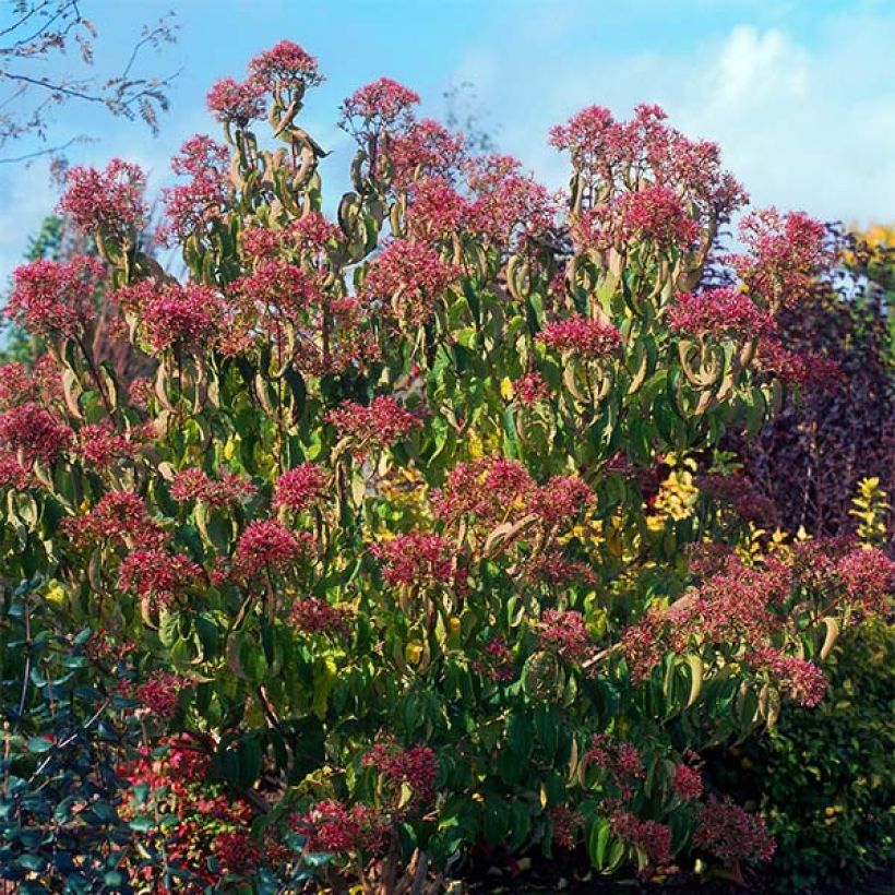 Heptacodium miconioides - Zevenzonenboom (Plant habit)