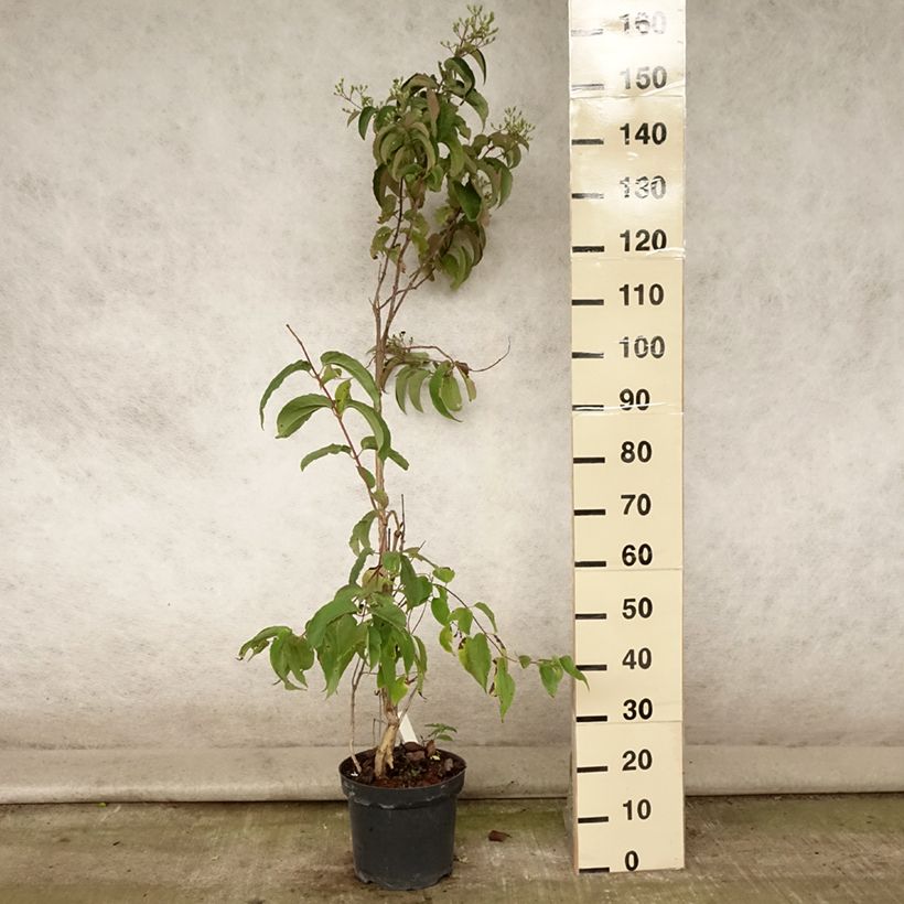 Exemplaar van Heptacodium miconioides - Zevenzonenboom Pot van 7,5 l/10 l zoals geleverd in de zomer