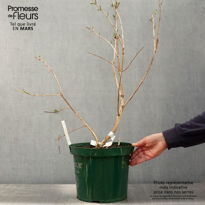 Exemplaar van Heptacodium miconioides - Zevenzonenboom Pot van 7,5 l/10 l zoals geleverd in de lente