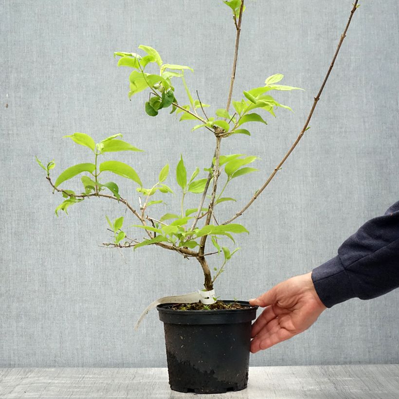 Exemplaar van Heptacodium miconioides Tianshan - Zevenzonenboom Pot van 3 l/4 l zoals geleverd in de lente