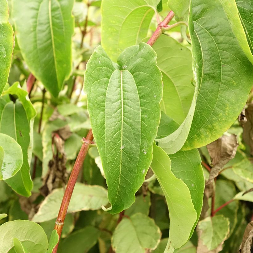 Heptacodium miconioides Tianshan - Zevenzonenboom (Blad)