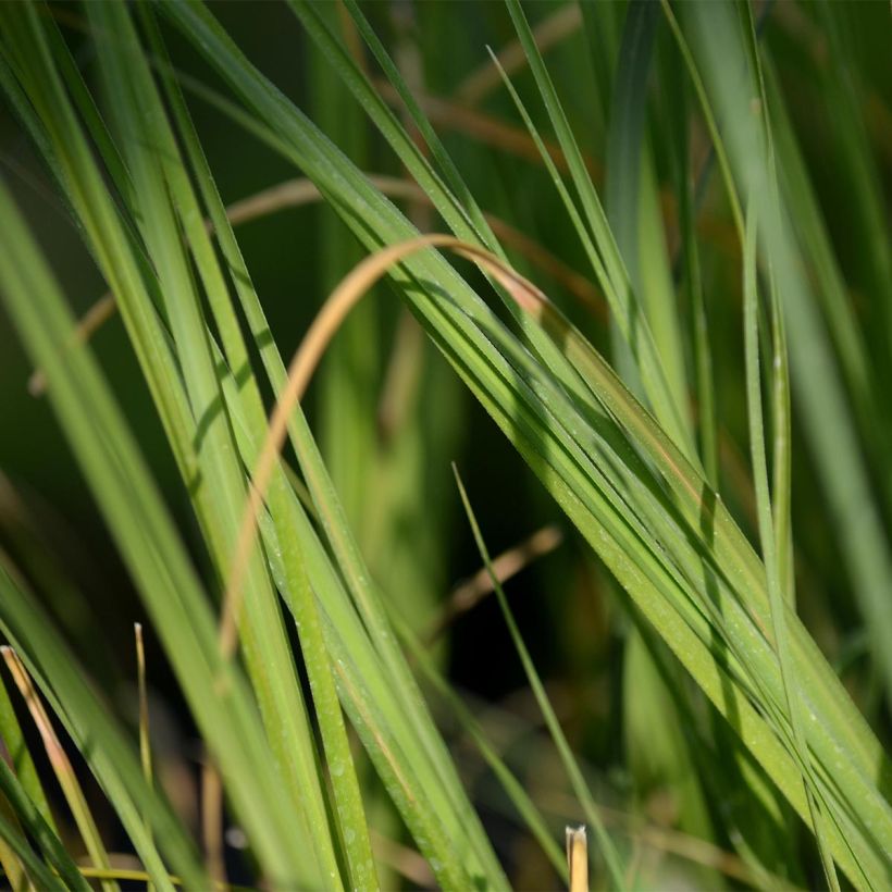 Cortaderia selloana - Pampasgras (Blad)