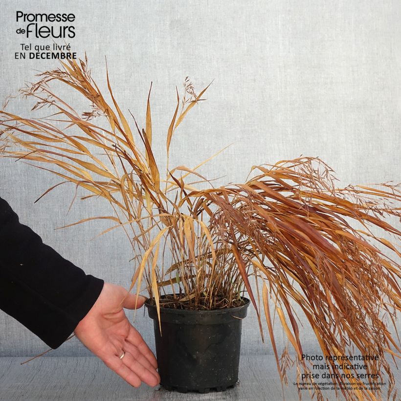Exemplaar van Hakonechloa macra Albostriata - Japans berggras Pot van 2 l/3 l zoals geleverd in de herfst