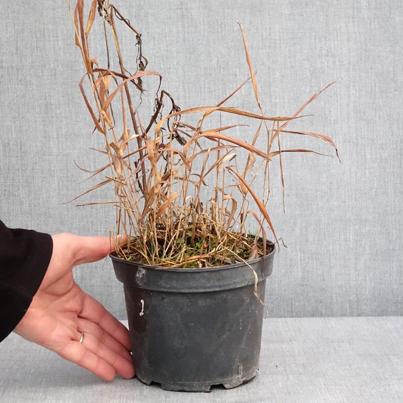 Example of Hakonechloa macra Albostriata - Japans berggras Pot van 2 l/3 l as you get in hiver