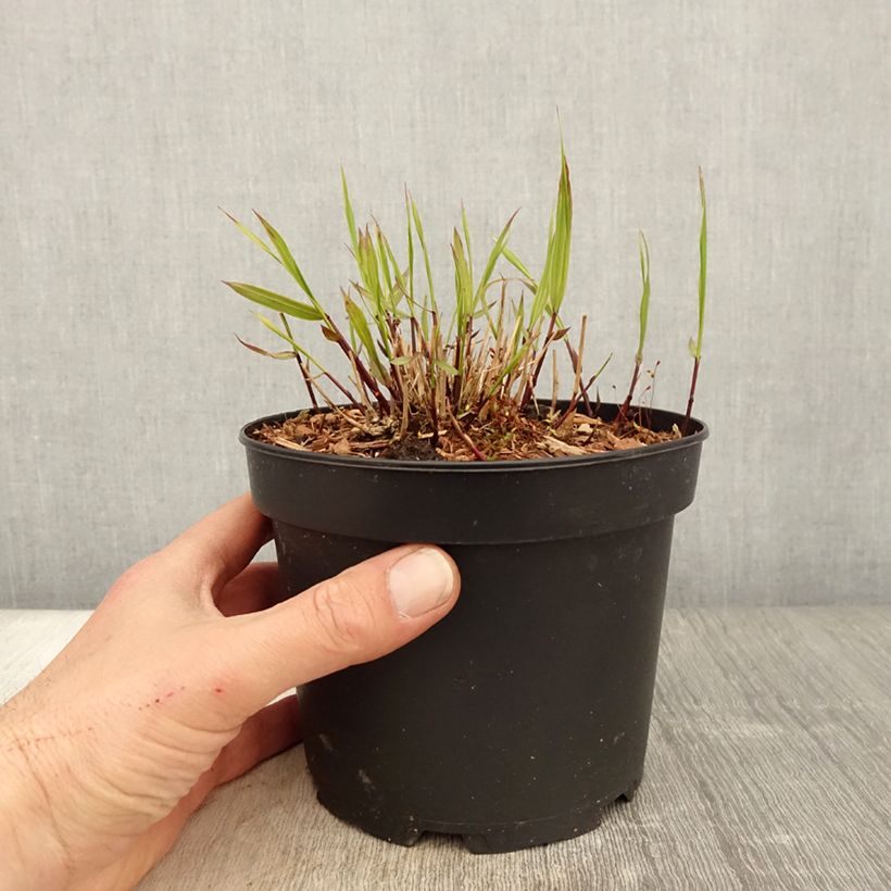 Exemplaar van Hakonechloa macra Albostriata - Japans berggras Pot van 2 l/3 l zoals geleverd in de lente