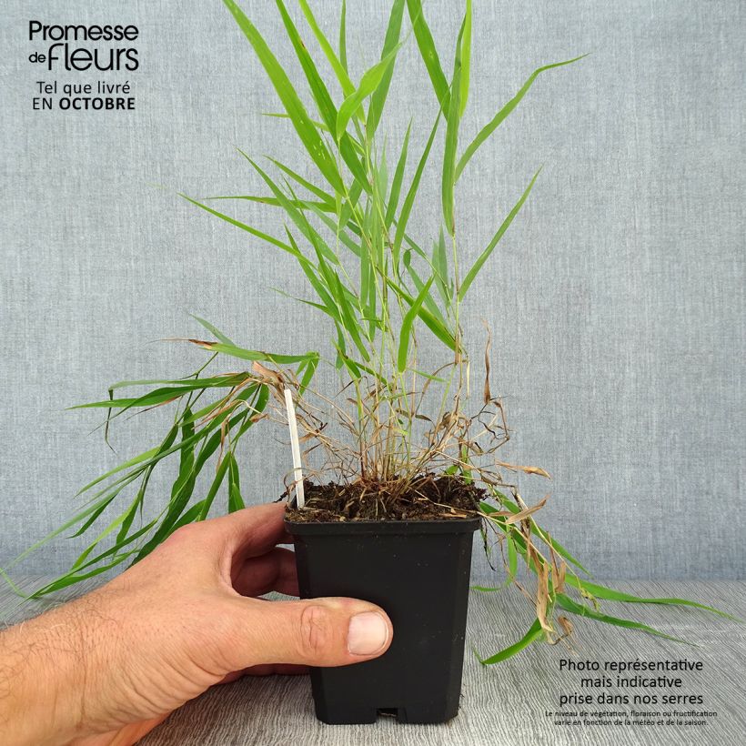 Exemplaar van Hakonechloa macra - Japans berggras Kweekpotje van 8/9 cm zoals geleverd in de herfst