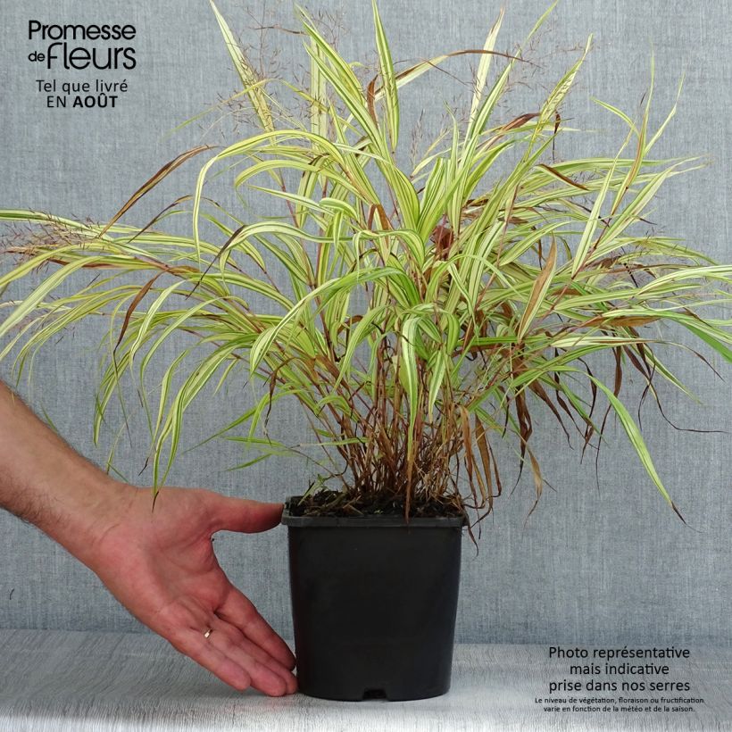Exemplaar van Hakonechloa macra Naomi - Japans berggras Pot van 2 l/3 l zoals geleverd in de zomer