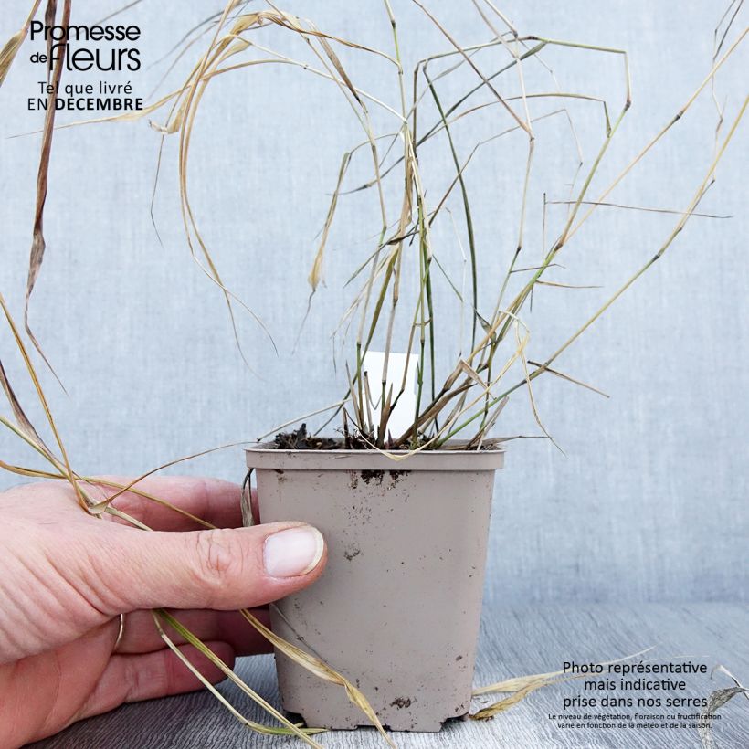 Exemplaar van Hakonechloa macra Nicolas - Japans berggras Kweekpotje van 8/9 cm zoals geleverd in de herfst