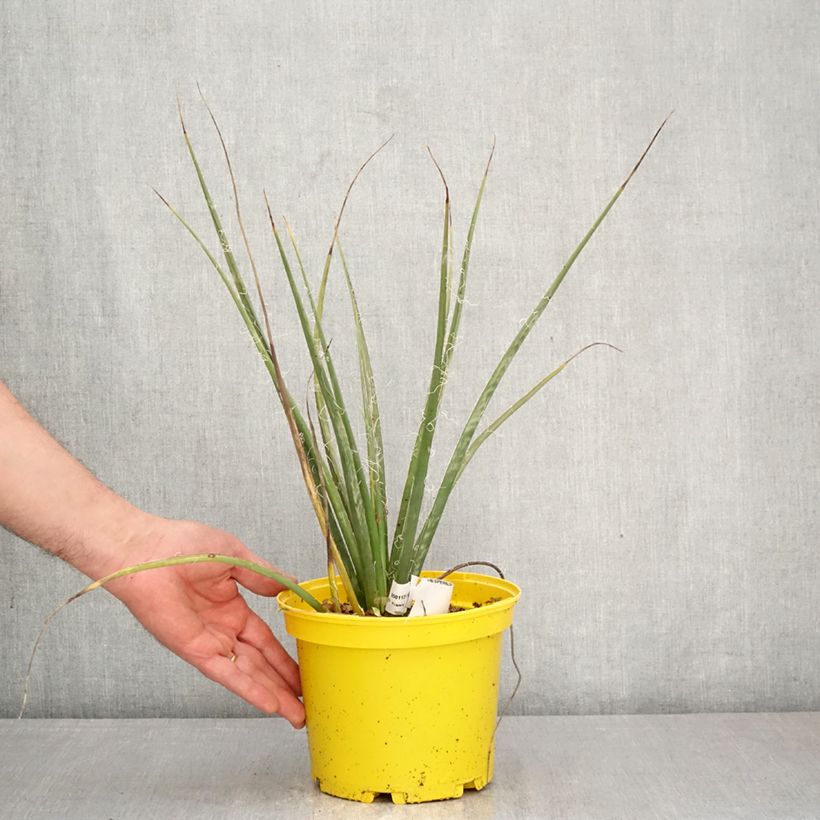 Exemplaar van Hesperaloe parviflora Arizona Sunrise - Rode yucca Pot van 3 l/4 l zoals geleverd in de lente
