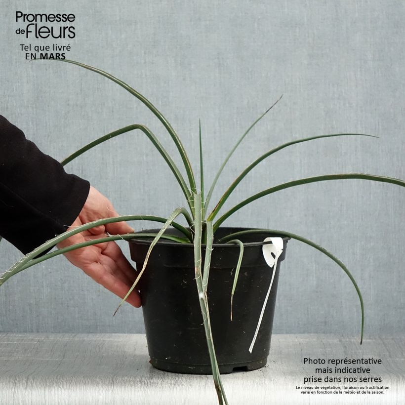 Exemplaar van Hesperaloe parviflora Rubra - Rode yucca Pot van 2 l/3 l zoals geleverd in de lente