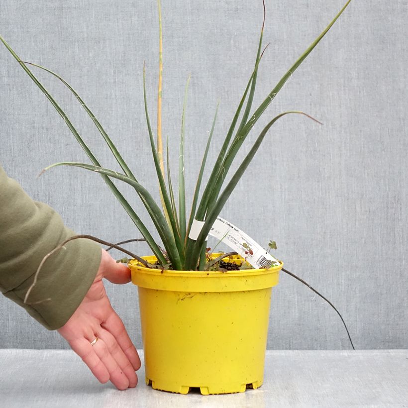 Example of Hesperaloe parviflora Yellow Sun - Yucca rouge Pot van 3 l/4 l as you get in hiver