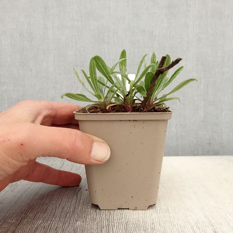 Exemplaar van Heterotheca villosa Golden Sunshine - Prairie-aster Kweekpotje van 8/9 cm zoals geleverd in de lente